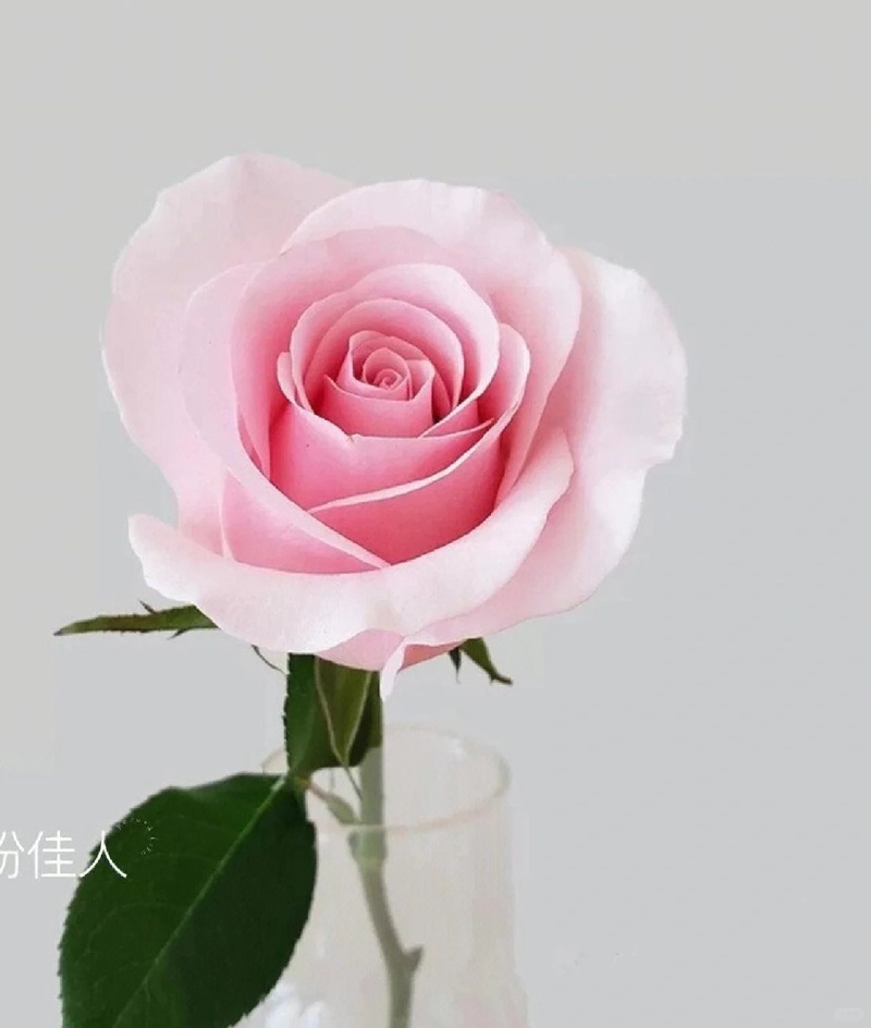1701399376765793.jpg 9种高颜值的切花玫瑰推荐(图鉴)