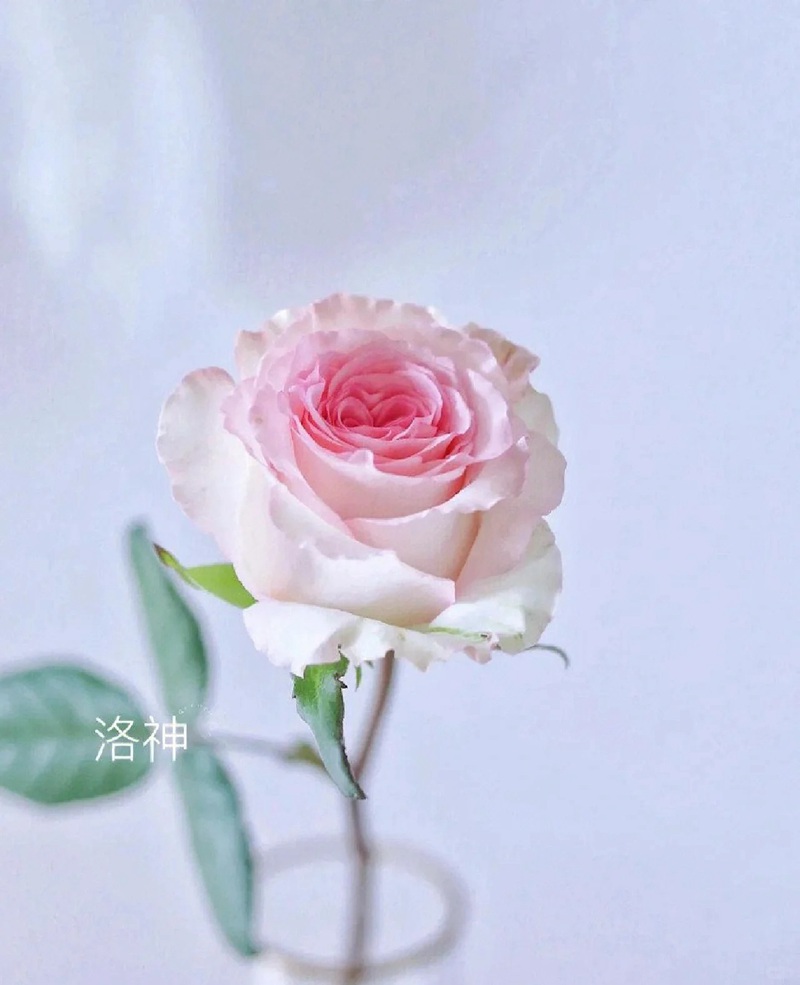 1701399388188519.jpg 9种高颜值的切花玫瑰推荐(图鉴)