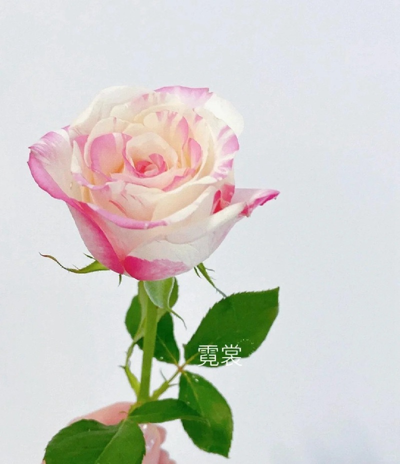 1701399396983224.jpg 9种高颜值的切花玫瑰推荐(图鉴)