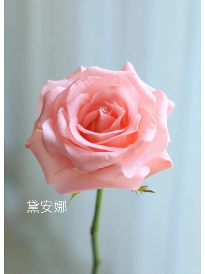 1701399410130752.jpg 9种高颜值的切花玫瑰推荐(图鉴)