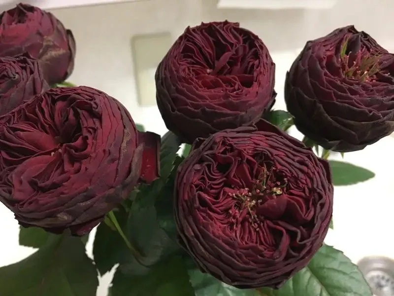 1701411532592159.jpg