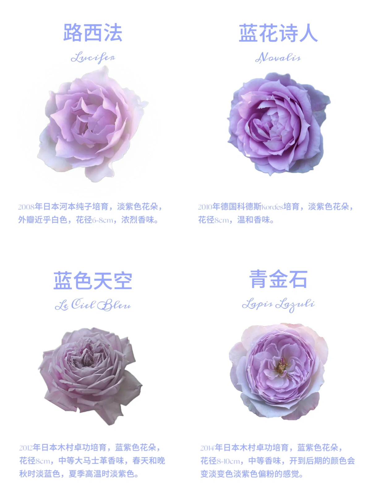 1701649287333217.jpg 16款经典蓝紫色月季图鉴