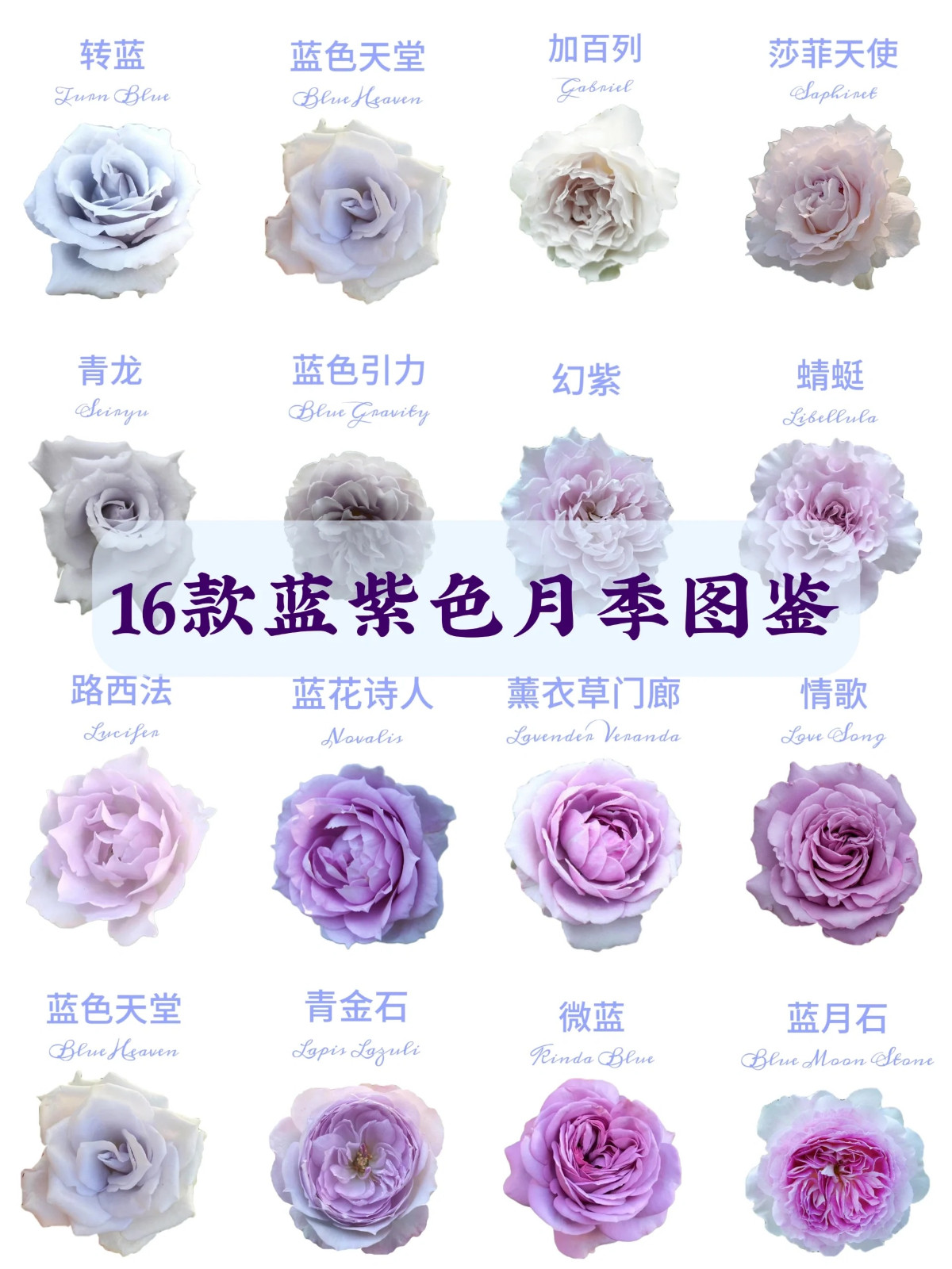 1701649287621498.jpg 16款经典蓝紫色月季图鉴