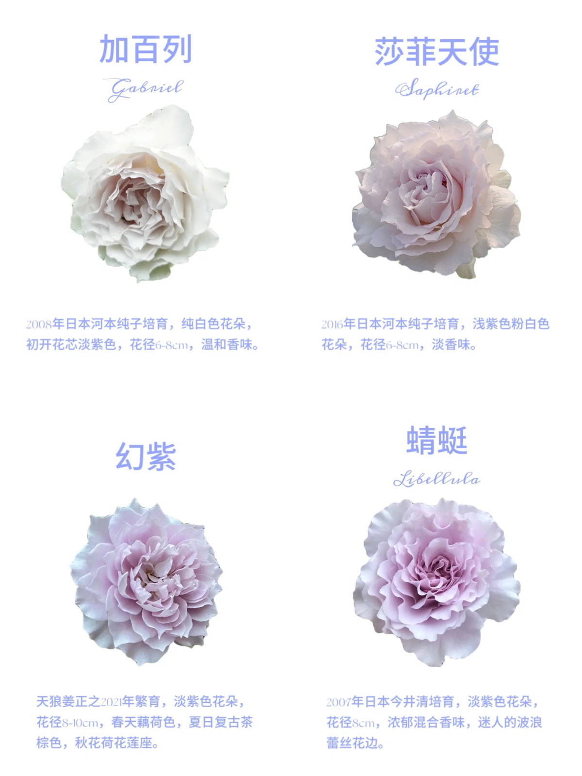 1701649287624577.jpg 16款经典蓝紫色月季图鉴