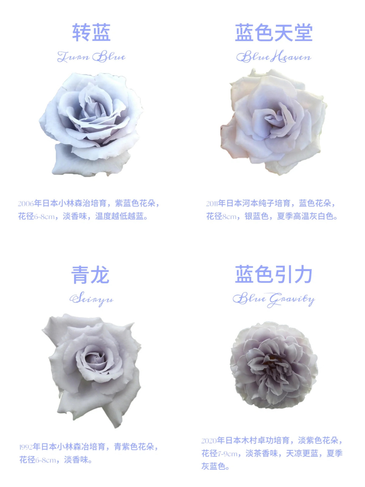 1701649287633153.jpg 16款经典蓝紫色月季图鉴