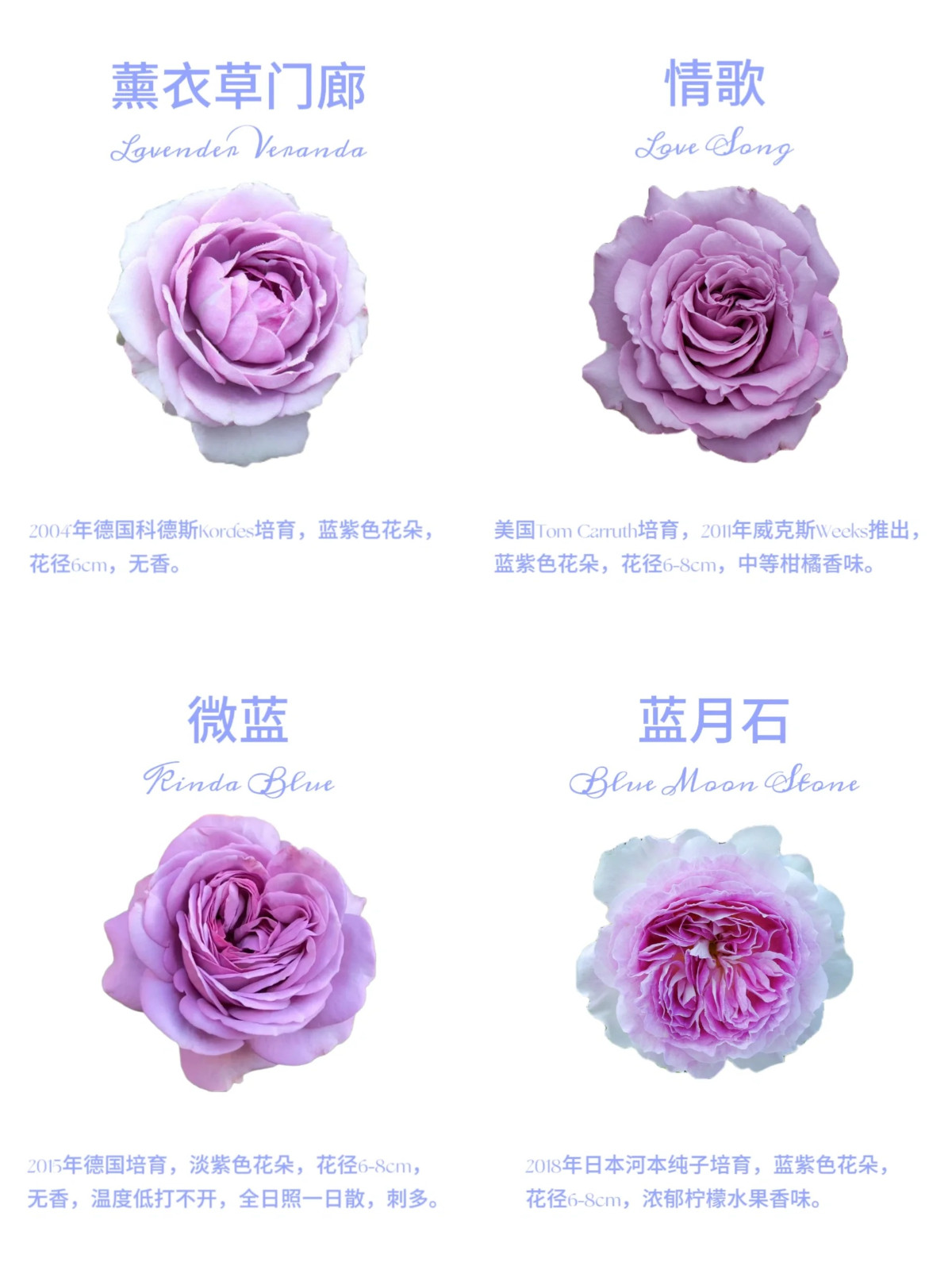 1701649288591857.jpg 16款经典蓝紫色月季图鉴