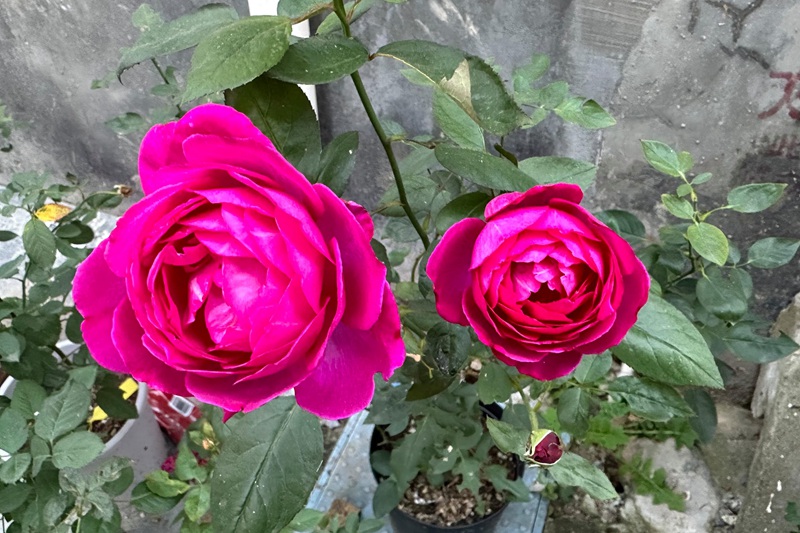 1701673276759687.jpg 1.jpg