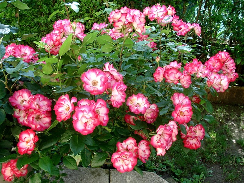 1701735691198822.jpg