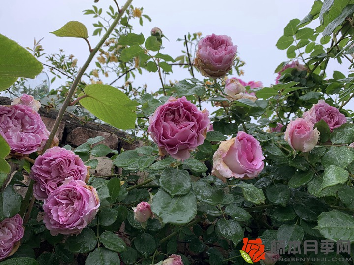 1701759254406386.jpg 月季花养几年就该淘汰