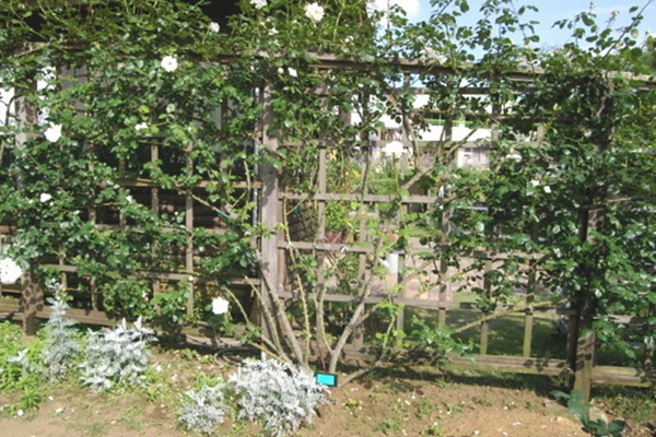 1701908312312116.jpg