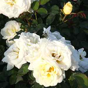 1701926960354542.jpg Rosa_IvoryDrift.jpg