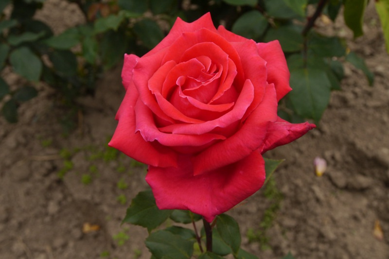 1701932769211238.jpg 1.jpg