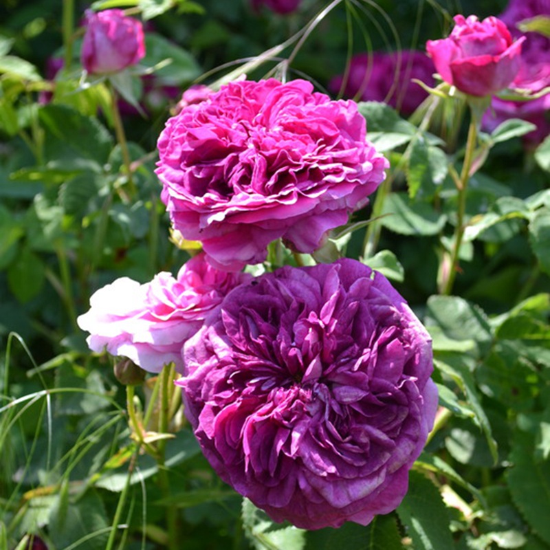 1701933229526490.jpg
