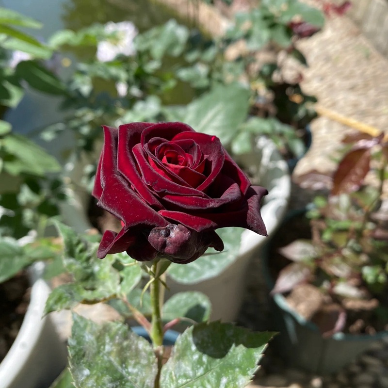 1701995024523413.jpg