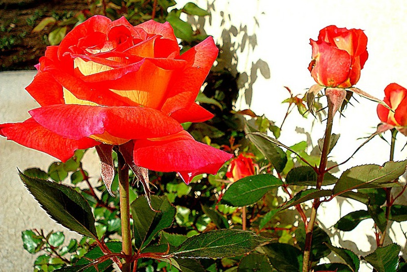 1702013452976231.jpg