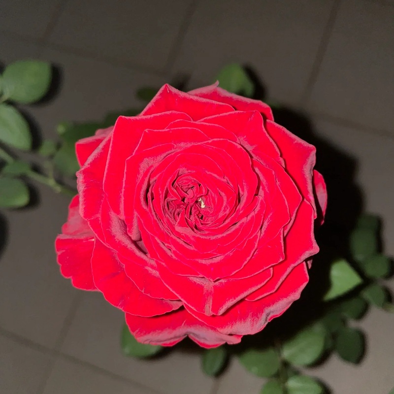 1702018003863661.jpg