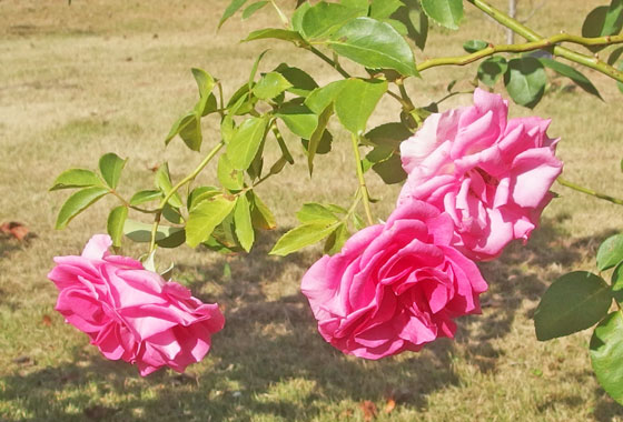 1702024222463243.jpg
