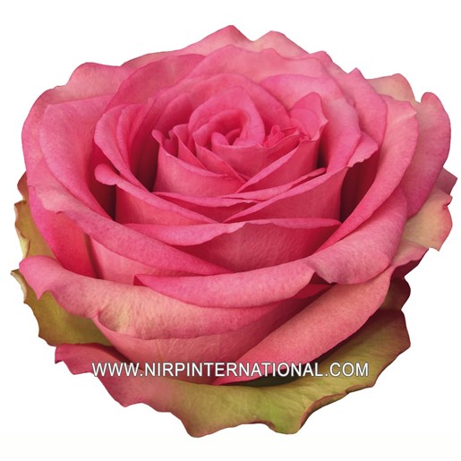 1702362307792933.jpg CITY_CENTRE_cut_rose_NIRP_1.jpg.jpg