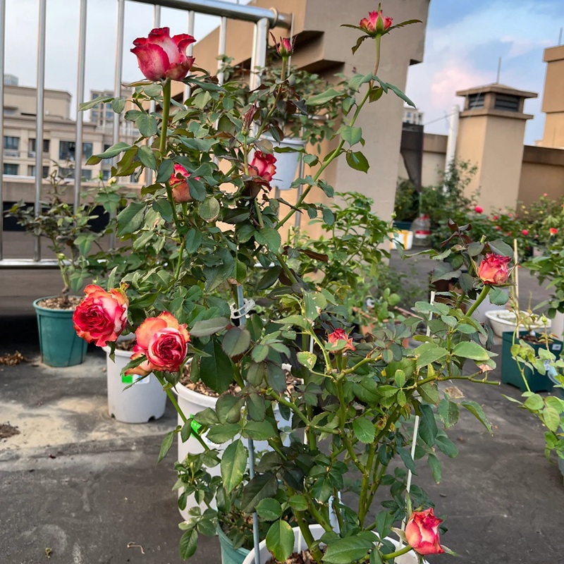 1702444948538189.jpg