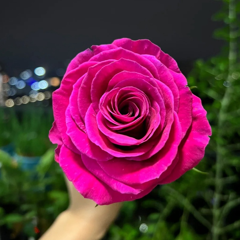 1703662727126699.jpg