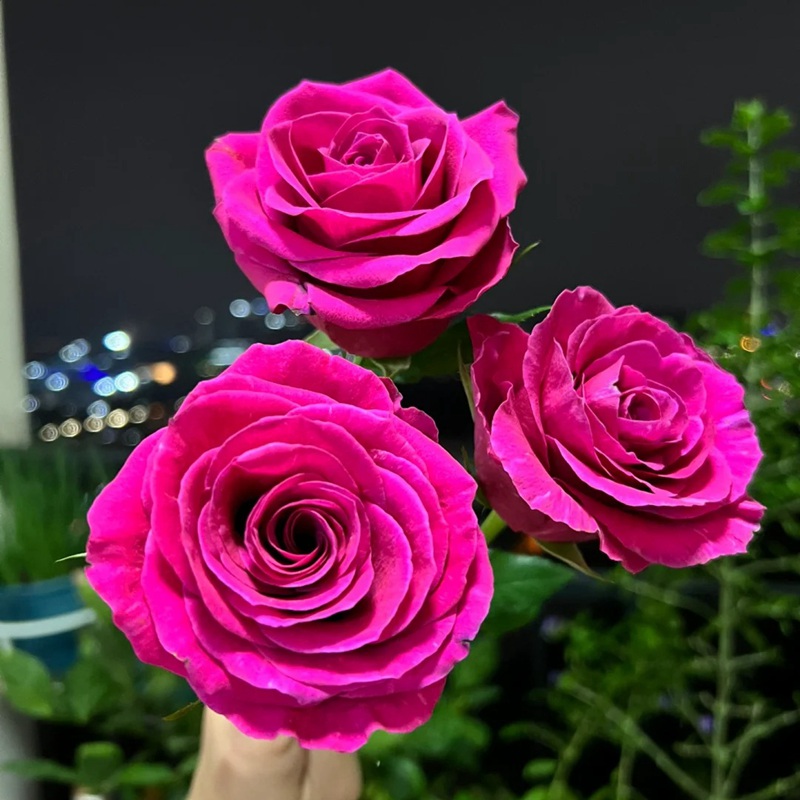 1703662727245701.jpg