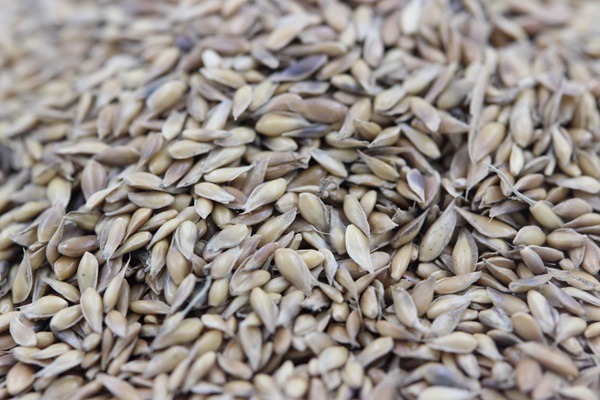 日本结缕草种子 日本结缕草种子