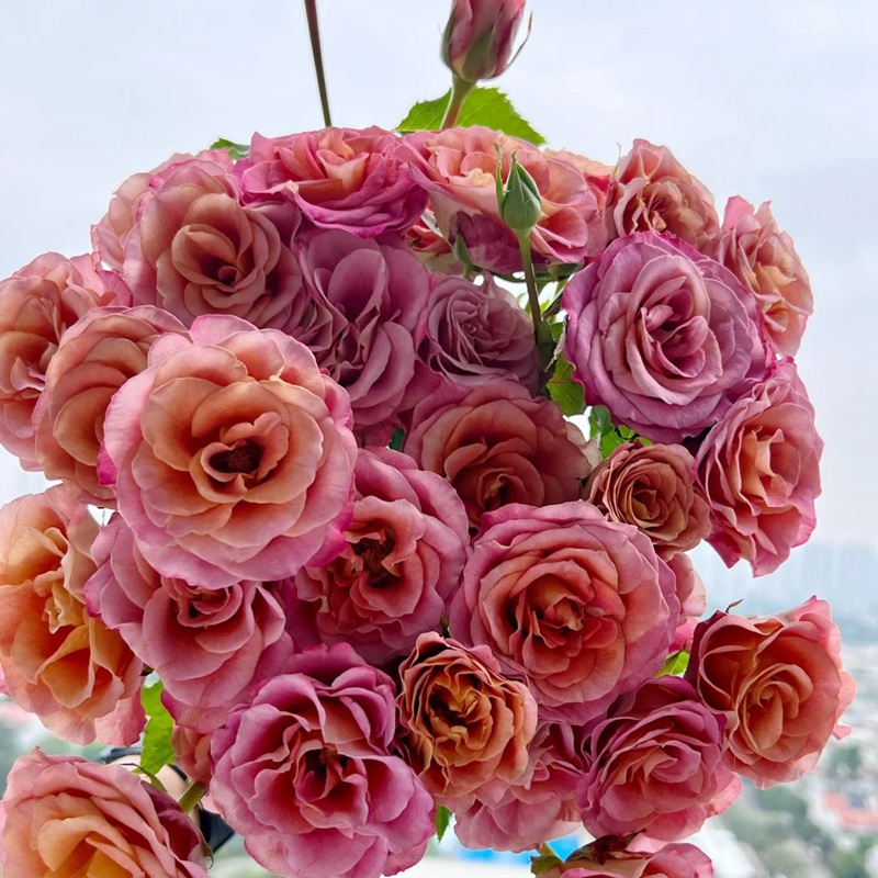 1704182515570148.jpg