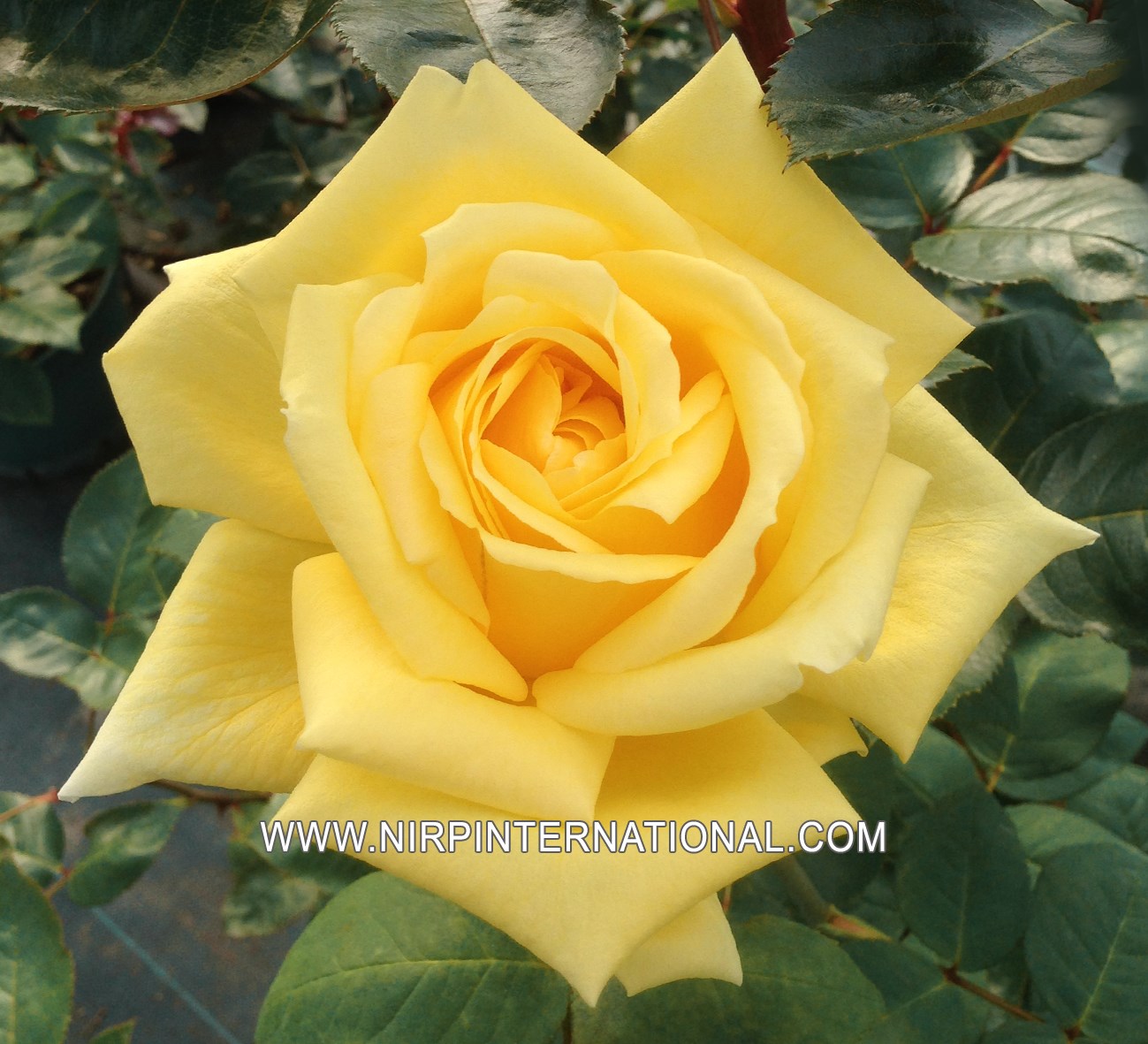 1704443105422553.jpg GOLDEN_FASHION_garden_rose_NIRP_1.jpg