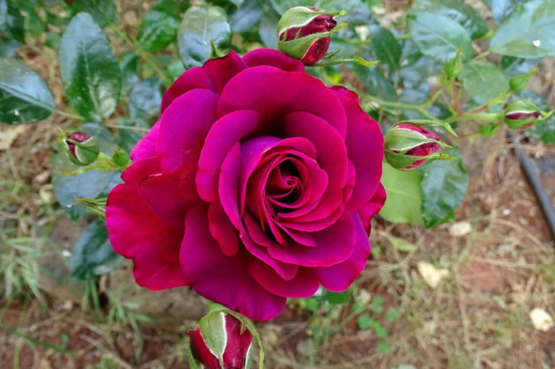 1704700324300177.jpg