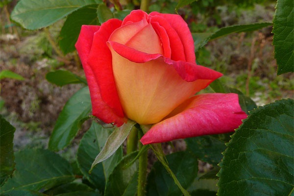1704701613404736.jpg