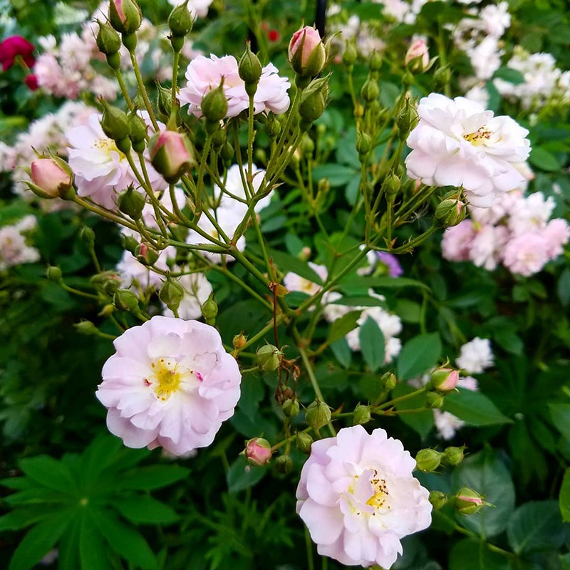 微风香水 微风香水