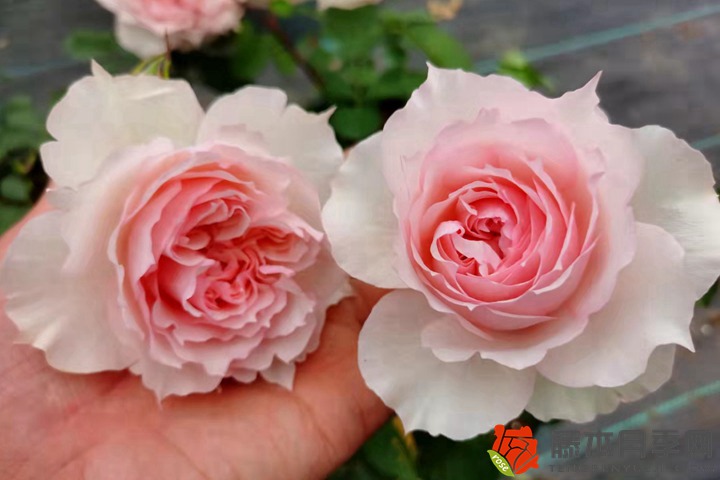 1705125313248444.jpg 月季花移植后可以马上浇水吗