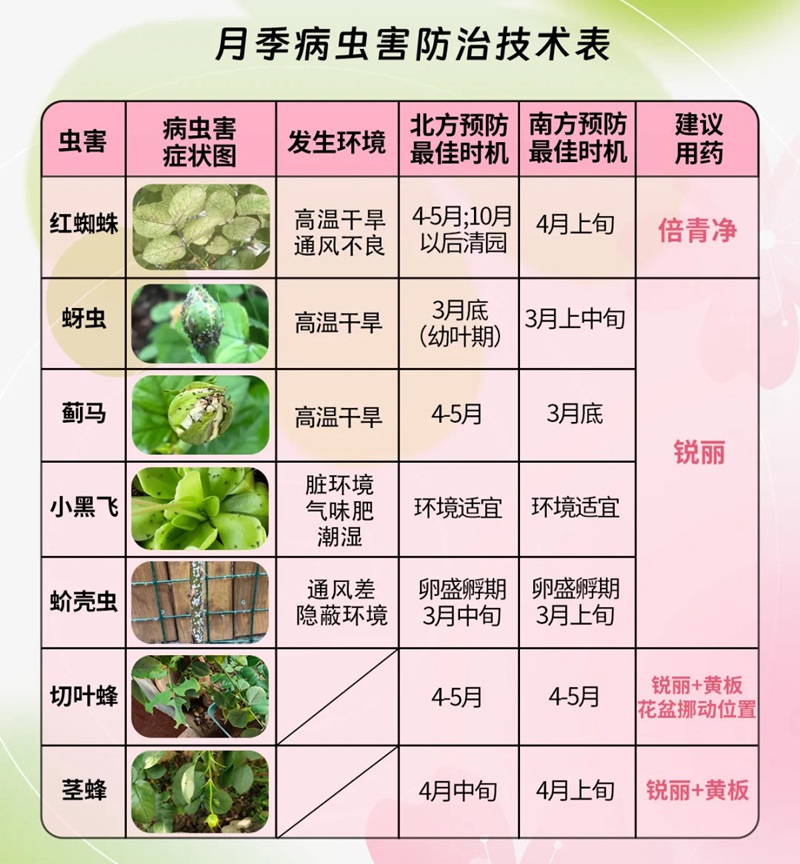 1705302198233041.jpg 月季花长了很多虫怎么办