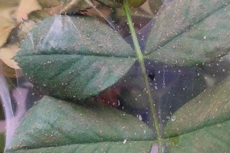 1705303116691558.jpg 月季花长红蜘蛛怎么办
