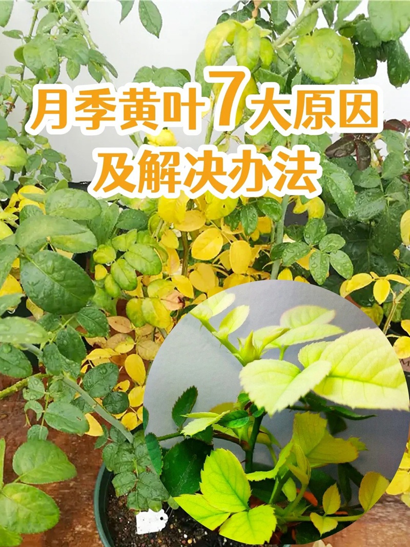 1705384366725616.jpg 月季花叶子黄了怎么补救