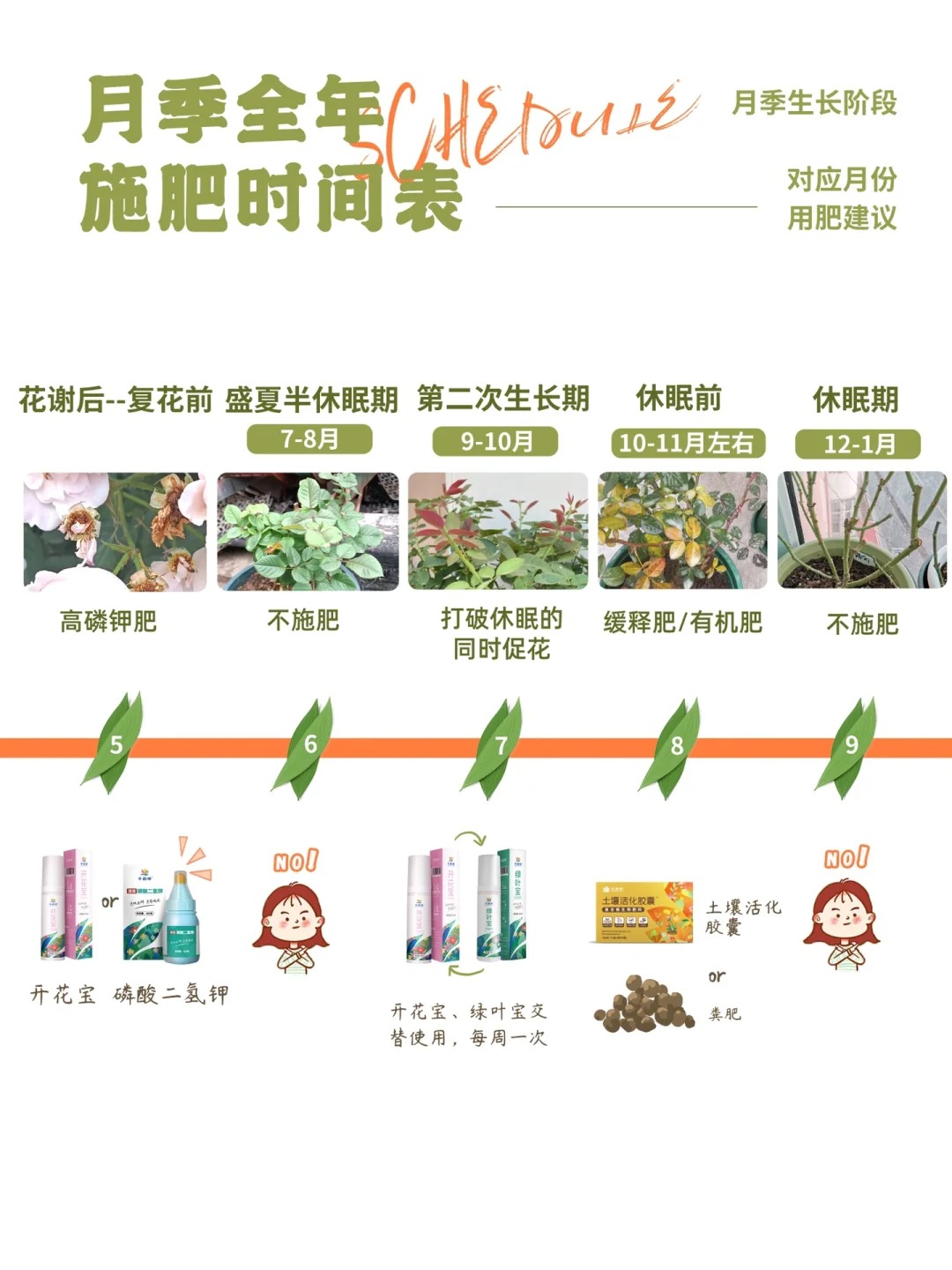 1705472879345885.jpg 月季花需要什么肥料