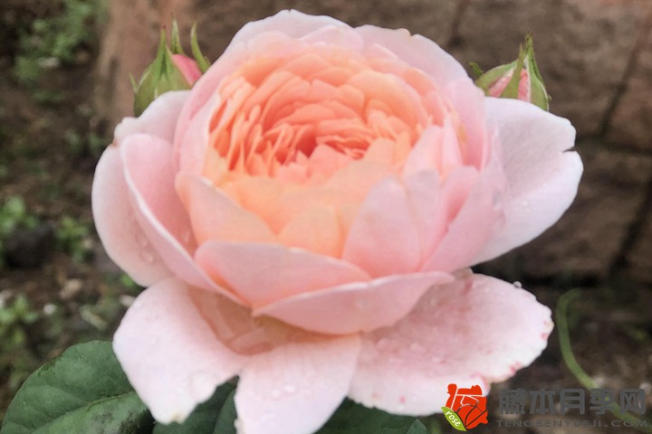 1705473736535439.jpg 月季花冬季养护方法