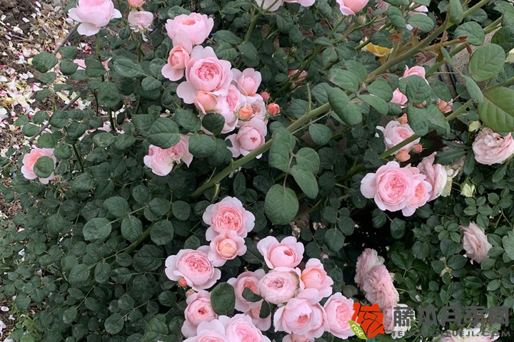 1705475020615764.jpg 月季小苗能耐多少度低温
