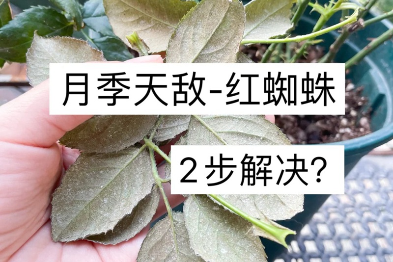 1705563104493965.jpg 月季花起红蜘蛛怎么办