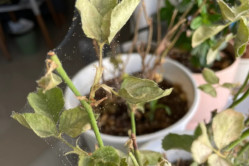 1705563307571372.jpg 月季花生虫子结网怎么办