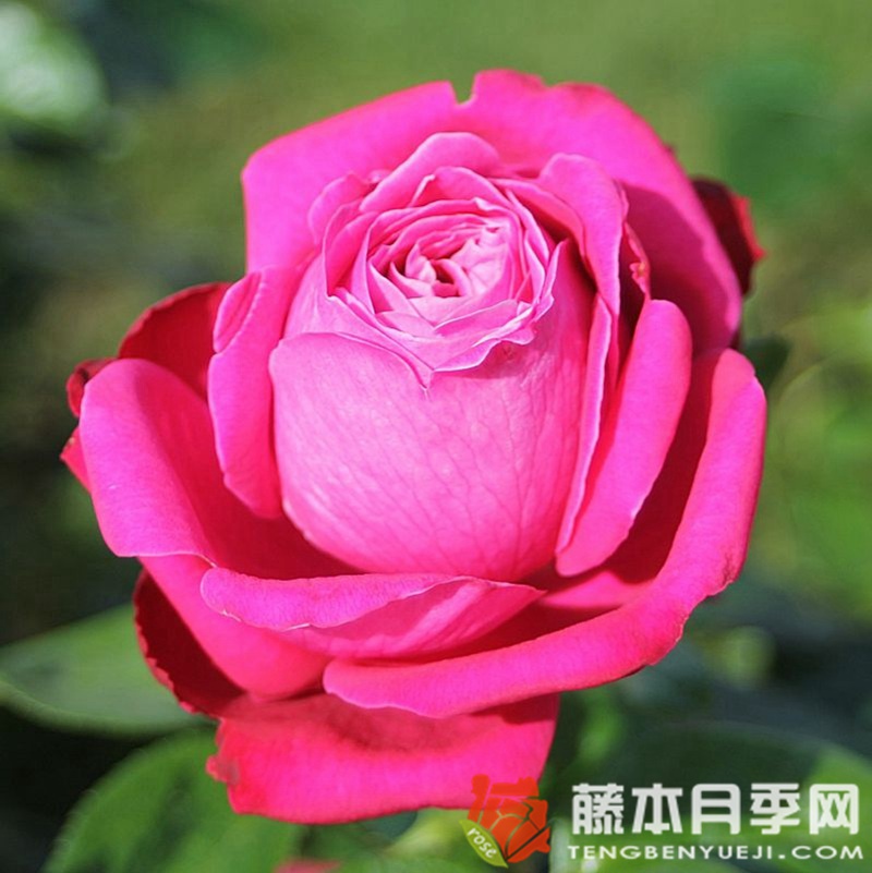 1705563632531870.jpg 香水玫瑰就是月季吗