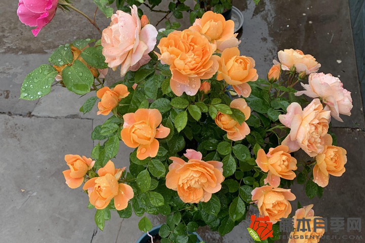 1705564742880436.jpg 月季花什么季节嫁接最好