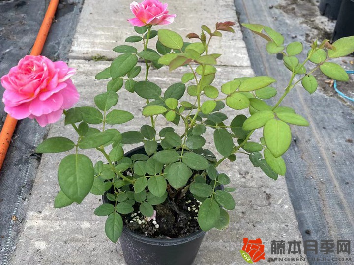 1705647601166255.jpg 月季花冬天可以放在室内吗