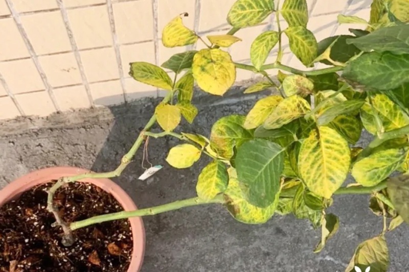 1705651514798732.jpg 月季水浇多了的症状