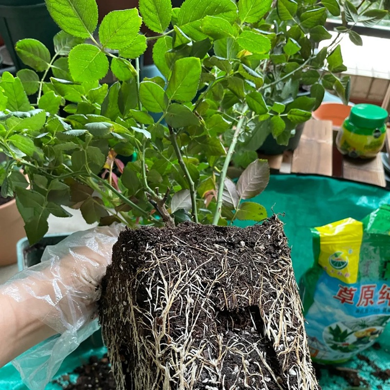 1705651838151433.jpg 月季小苗施什么肥长的快