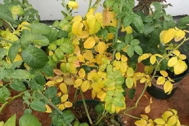 1705905368467467.jpg 月季花总是黄叶掉叶怎么办