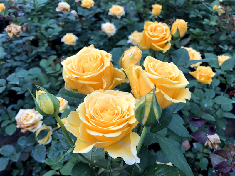 1705992580797077.jpg 月季花是哪个季节开的