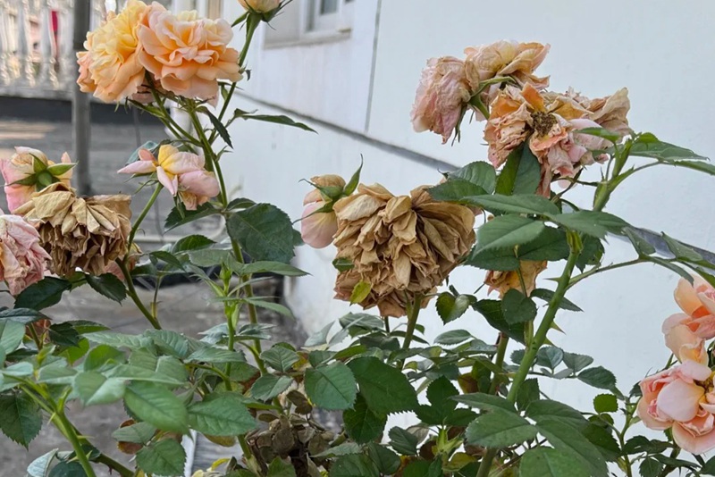 1705994371429544.jpg 月季花谢了怎么办