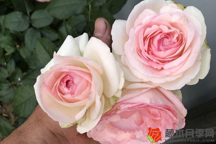 1706077023277618.jpg 月季花的象征意义是什么