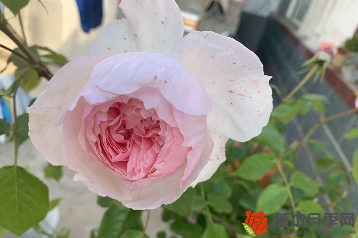 1706079651211378.jpg 月季冬眠需要阳光吗